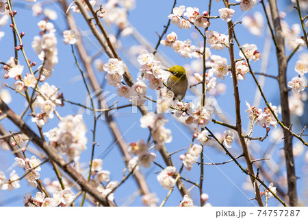 梅の蜜を吸うメジロ 74757287