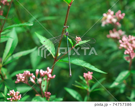 美杉村のフジバカマに留まるイトトンボ 74757386