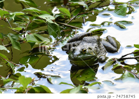 水面を歩くウシガエル 74758745