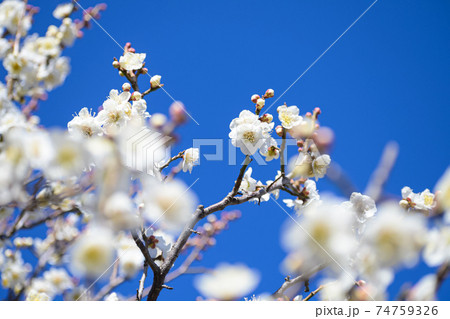 梅の花 白加賀 梅の花 白加賀 74759326