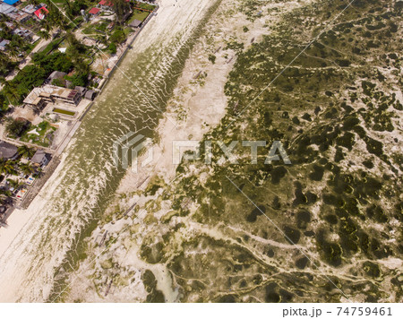 Aerial shot of Underwater seagrass Sea weed on a Low Tide. Sea Bottom Surface Overgrown With Sea Weed in Jambiani, Zanzibar, Tanzania Aerial shot of Underwater seagrass Sea weed on a Low Tide. Sea Bottom Surface Overgrown With Sea Weed in Jambiani, Zanzibar, Tanzania 74759461