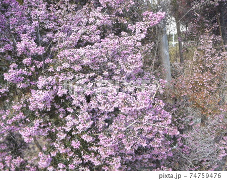 可愛い小さい桃色の花蛇の目エリカ 可愛い小さい桃色の花蛇の目エリカ 74759476