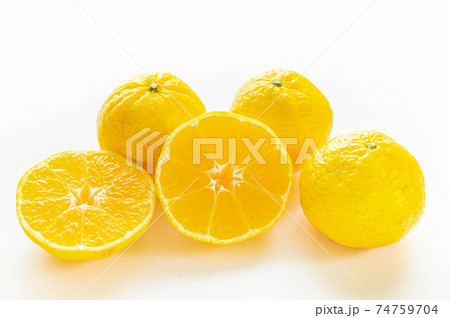 春のみかん 媛小春 春のみかん 媛小春 74759704