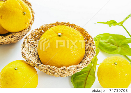 春のみかん　媛小春 74759708