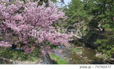 夙川の桜 74760377