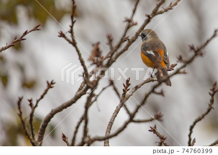 愛らしい仕草の冬鳥 ジョウビタキ 74760399