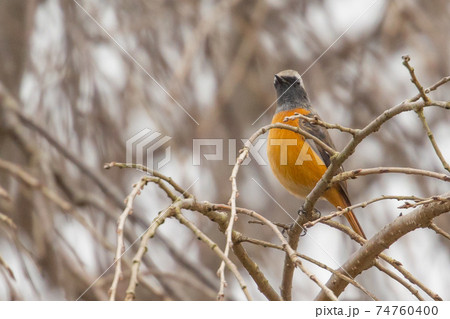 愛らしい仕草の冬鳥 ジョウビタキ 74760400