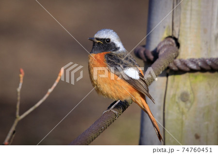 愛らしい仕草の冬鳥 ジョウビタキ 74760451