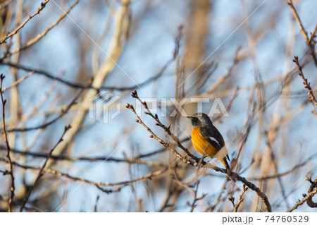 愛らしい仕草の冬鳥 ジョウビタキ 74760529