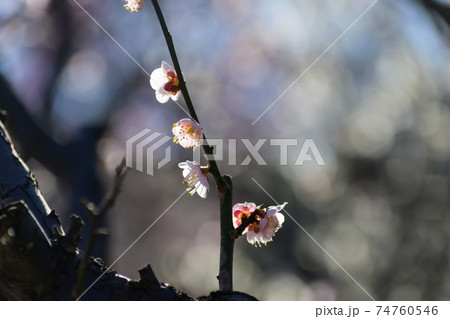 梅の花 鶯宿 梅の花 鶯宿 74760546