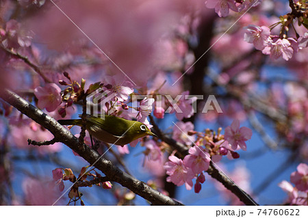 河津桜とメジロ 74760622