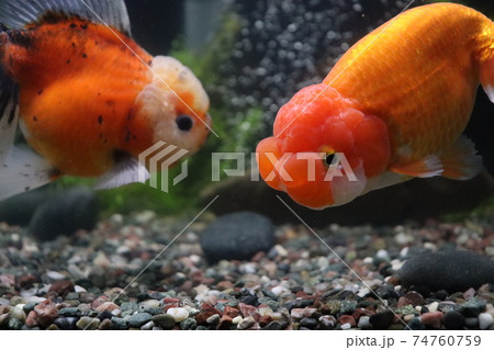 金魚　らんちゅう 74760759