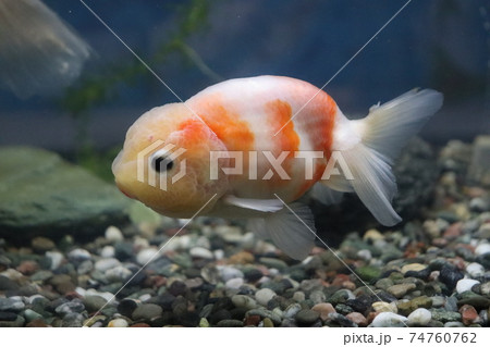 金魚　らんちゅう 74760762