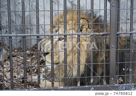 ライオン ～野毛山動物園～ 74760812