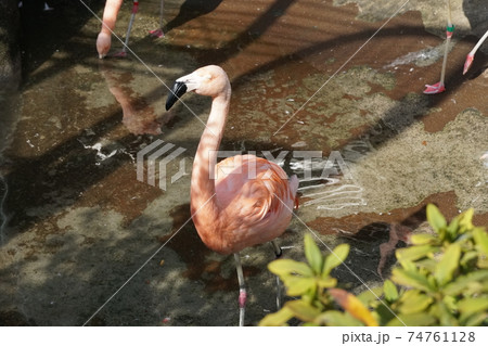 チリーフラミンゴ ～野毛山動物園～ 74761128