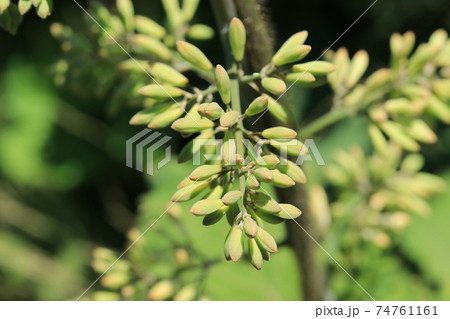 タケニグサの蕾(つぼみ) タケニグサの蕾(つぼみ) 74761161