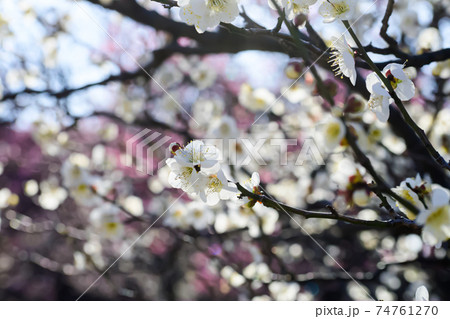 梅の花 白加賀 梅の花 白加賀 74761270