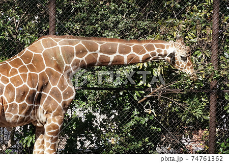 キリン ～野毛山動物園～ 74761362