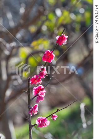 梅の花　八重唐梅 74761734