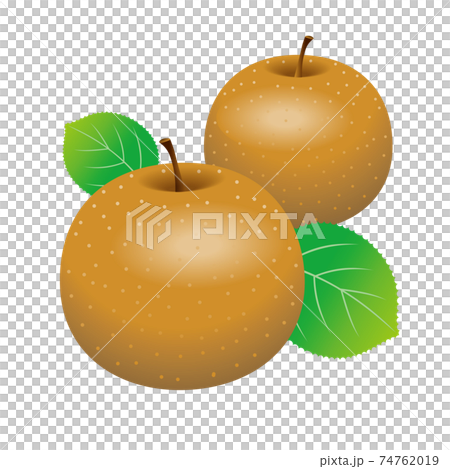 梨のイラスト 74762019