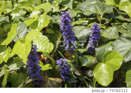 縦に伸びる塊で咲く紫の小さな花 アジュガの写真素材