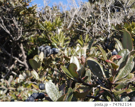 海岸植物シャリンバイの実の色は黒紫色です 海岸植物シャリンバイの実の色は黒紫色です 74762114