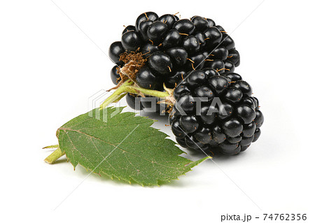 Ripe blackberry 74762356