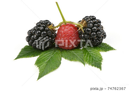 Ripe blackberry and raspberry Ripe blackberry and raspberry 74762367