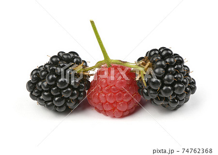 Ripe blackberry and raspberry 74762368