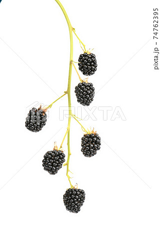 Ripe blackberry 74762395