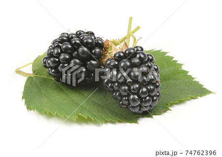 Ripe blackberry isolated white 74762396
