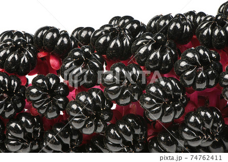 Ripe berries pokeweed 74762411