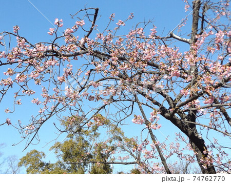 満開になった稲毛海岸駅前の河津桜の桃色の花 満開になった稲毛海岸駅前の河津桜の桃色の花 74762770
