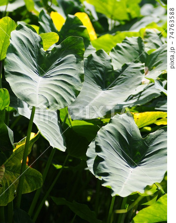 blur organic colourful plant leaves shallow depth of field under natural sunlight and dark environment in home garden outdoor for peaceful mood backdrop or background blur organic colourful plant leaves shallow depth of field under natural sunlight and dark environment in home garden outdoor for peaceful mood backdrop or background 74763588