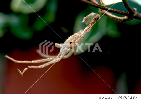 蜘蛛の抜け殻 蜘蛛の抜け殻 74764287
