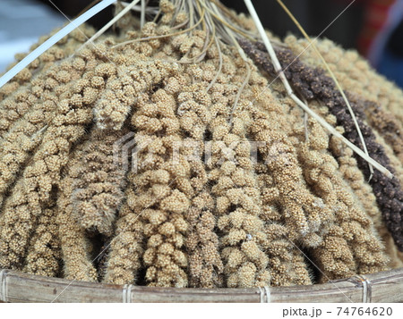 The crops of millet for aborigines in Taiwan The crops of millet for aborigines in Taiwan 74764620