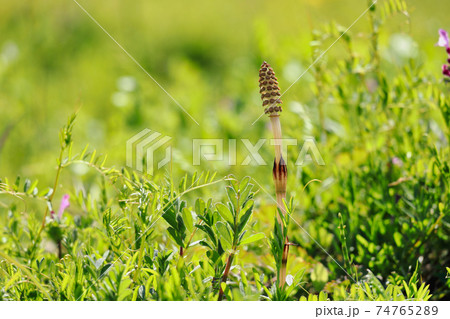 つくし 74765289