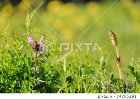 つくし つくし 74765291