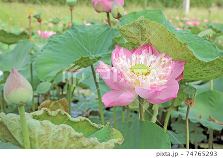 Lotus flower plants in the pond nature. 74765293