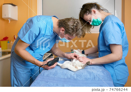 Veterinary doctor with assistant shaving dog, preparing for operation. 74766244