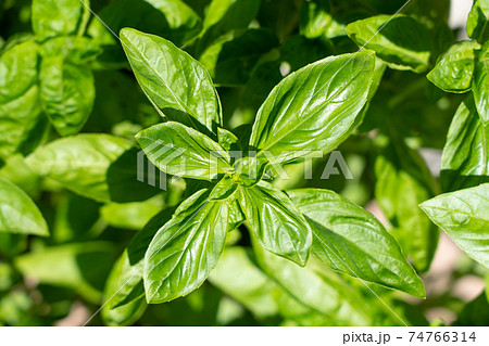 日の光を受けるバジル 9月 家庭菜園の写真素材
