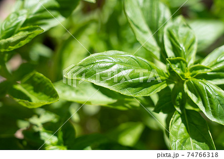 日の光を受けるバジルの葉　（9月）　家庭菜園 74766318