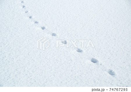 新雪の白い平らな面に残る等間隔の足跡 74767293