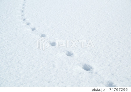 新雪の白い平らな面に残る等間隔の足跡 新雪の白い平らな面に残る等間隔の足跡 74767296