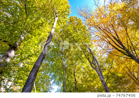 Perspective from down to up view of autumn forest with bright orange and yellow leaves. Dense woods with thick canopies in sunny fall weather. 74767406