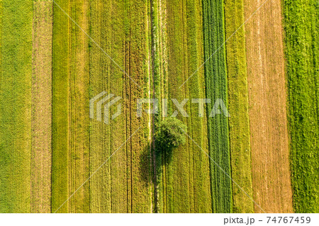 Aerial view of a single tree growing lonely on green agricultural fields in spring with fresh vegetation after seeding season on a warm sunny day. 74767459