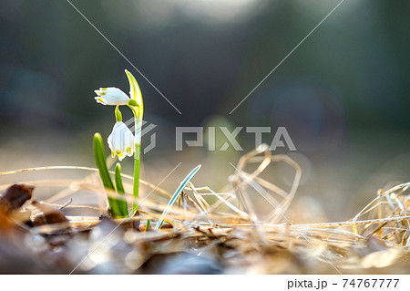 Close up view of small fresh snowdrops flowers growing among dry leaves in forest. First spring plants in woods. Close up view of small fresh snowdrops flowers growing among dry leaves in forest. First spring plants in woods. 74767777