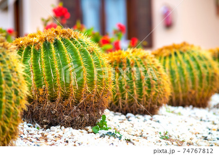 Green round tropical cactus plants with sharp spines growing on a ground covered with pebble stones outdoors in a park. Green round tropical cactus plants with sharp spines growing on a ground covered with pebble stones outdoors in a park. 74767812