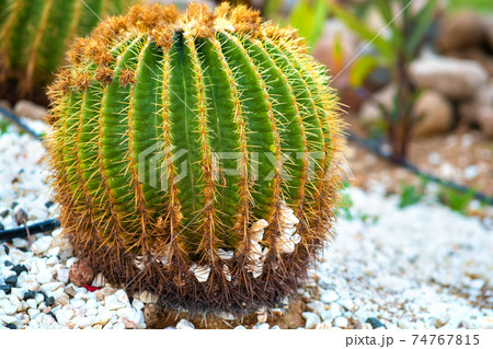 Green round tropical cactus plants with sharp spines growing on a ground covered with pebble stones outdoors in a park. 74767815