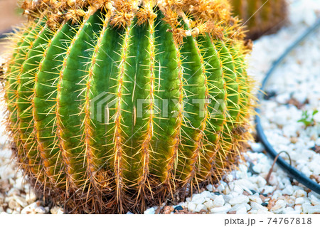 Green round tropical cactus plants with sharp spines growing on a ground covered with pebble stones outdoors in a park. Green round tropical cactus plants with sharp spines growing on a ground covered with pebble stones outdoors in a park. 74767818